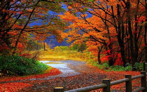 Trail In Autumn Forest Beautiful Scenery Wallpaper Preview