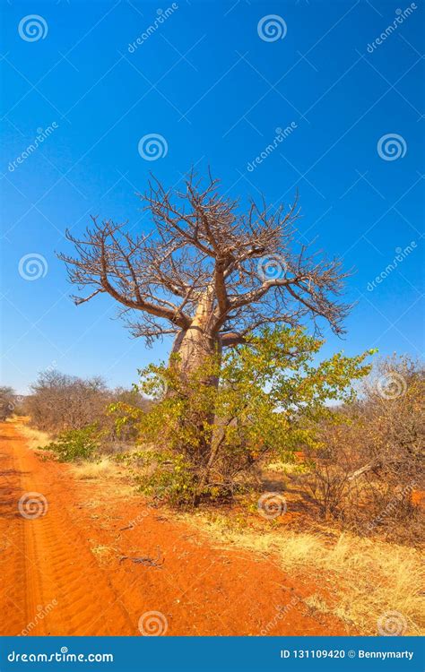 Baobab Tree In Limpopo Stock Photo Image Of Nature 131109420