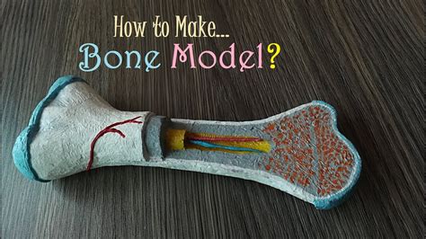 Examples are humerus, radius, ulna, femur, tibia and fibula. How to make Bone Model - YouTube