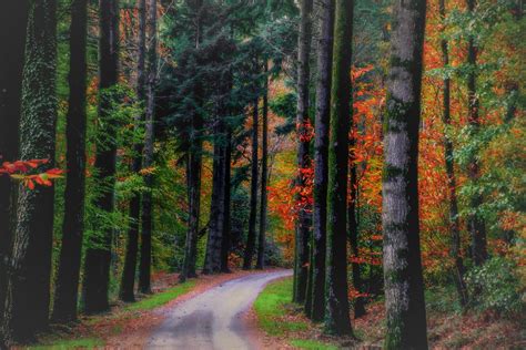 Download 4897x3265 Fall Autumn Forest Trees Path
