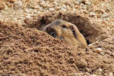 Interesting Facts About Pocket Gophers Just Fun Facts