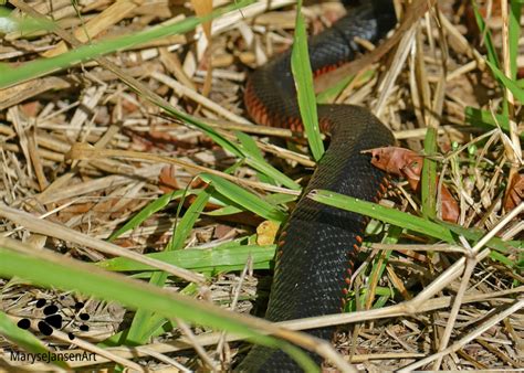 Red Bellied Black Snake How To Stay Safe Around Venomous Snakes