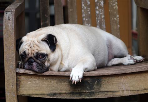 Obesity In Dogs Is My Dog Overweight Symptoms And Treatment
