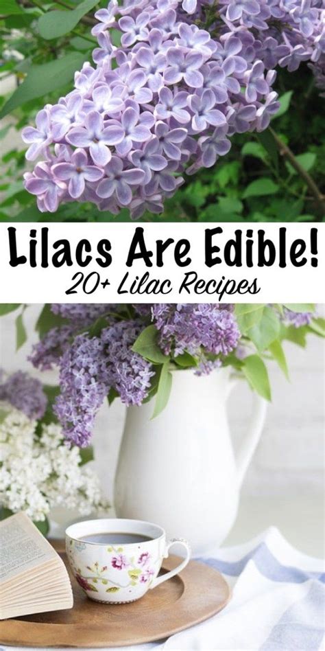 .flowers victoria bc edible flowers with pictures edible flowers with health benefits edible flowers where to buy edible flowers whole foods woolworths edible flowers walmart edible flowers waitrose edible flowers winnipeg edible flowers you can grow edible flowers yellow edible. How to Eat Lilacs (and Other Ways to Use Them) in 2020 ...