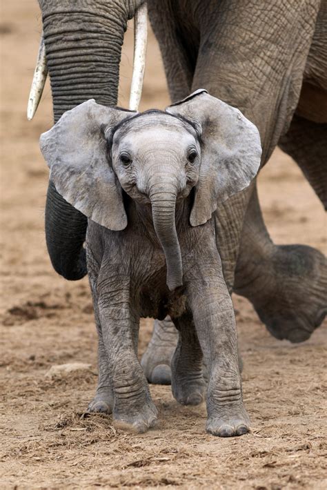 SAY CHEESE! ADORABLE MOMENT BABY ELEPHANT APPEARS TO SMILE FOR THE ...