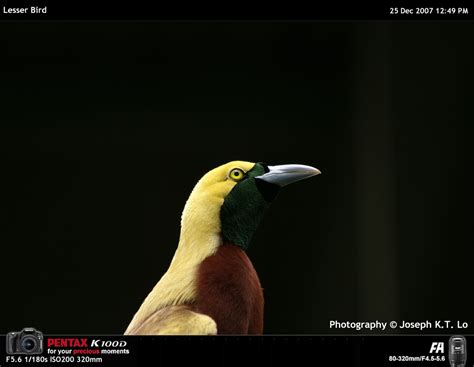 Lesser Bird Pentax User Photo Gallery