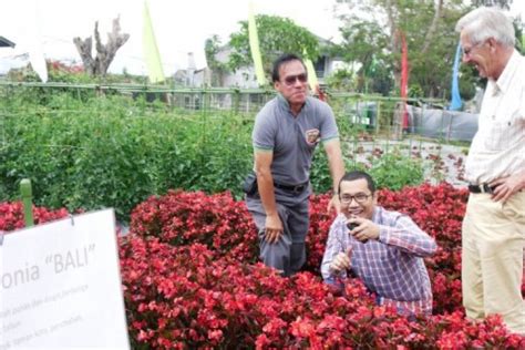 Namun, bunga berwarna merah apa saja yang cocok ditanam di rumah? Cap Panah Merah Luncurkan Benih Bunga Begonia - ANTARA ...