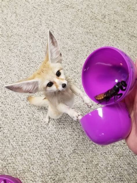Meet Asa The Fennec Fox Supreme Exotic Animals For Sale