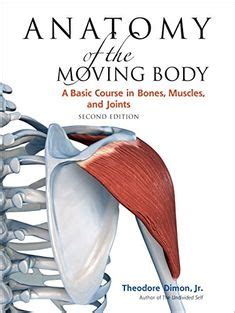 The muscle begins on the lower outer portion of the ilium and inserts on the greater trochanter of they insert along the whole back of the femur, while the gracilis muscle moves past the knee joint the accompanying muscle diagram further reveals where the muscles are positioned in this pose. Back Muscles Anatomy Lower Back Muscles Anatomy Human Anatomy Diagram | Sid | Pinterest | Muscle ...