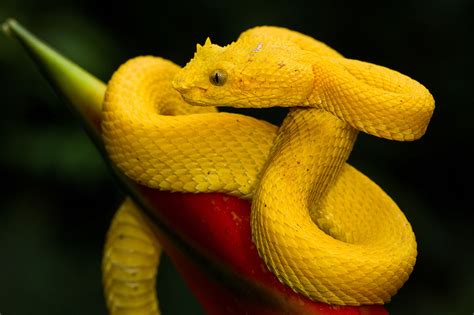 A Yellow Eyelash Pit Viper Photographed In Costa Rica The Dallas