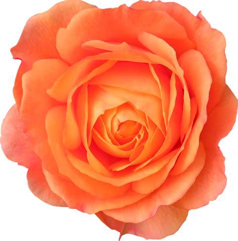 Orange Rose Png Image Purepng Free Transparent Cc0 Png Image Library