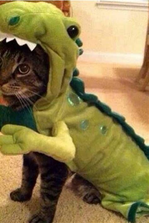 105 Halloween Cat Costumes That Will Make You Smile Cat Halloween