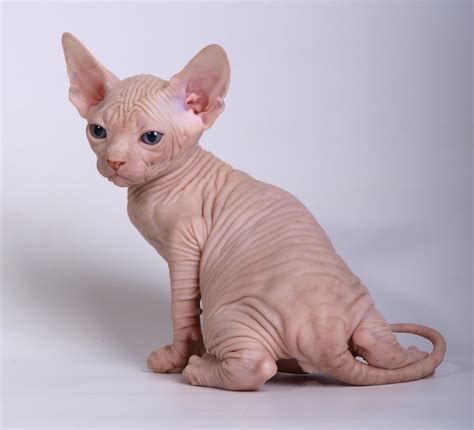 A Hairless Cat Sitting On Top Of A White Floor