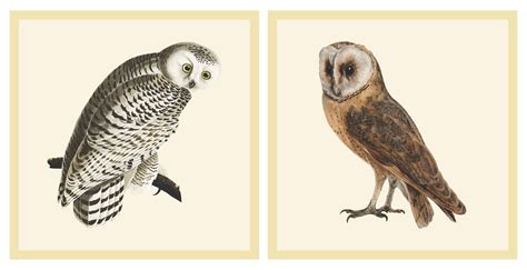 7 Best Images Of Free Printable Vintage Halloween Owl Vintage Owl