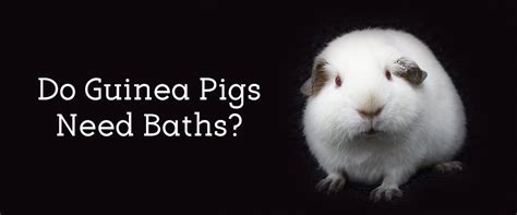 Do Guinea Pigs Need Baths Yes Small Pet Select