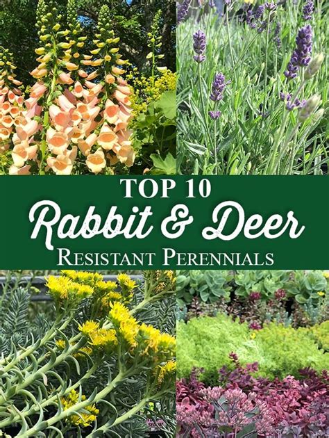 Are you tired of the deer eating your plants in your garden? Top 10 Rabbit & Deer Resistant Perennials
