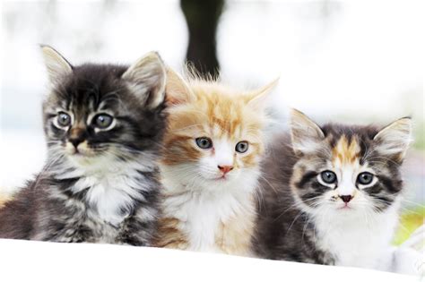 Some Top Tips for the Best Kitten Health Care