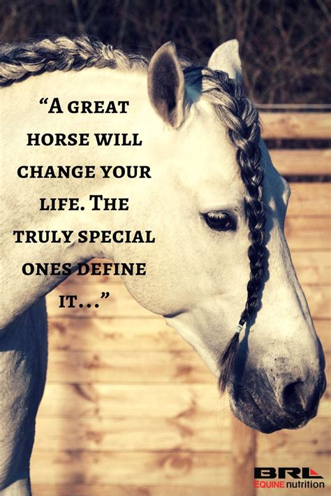 “a Great Horse Will Change Your Life The Truly Special Ones Define It