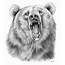 Realistic Bear Drawing At PaintingValleycom  Explore Collection Of