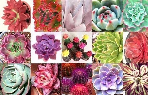 20 Cacti And Succulents That Hang Or Trail With Pictures