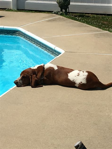 Time To Relax By The Pool Basset Dog Basset Hound Bassett Hound