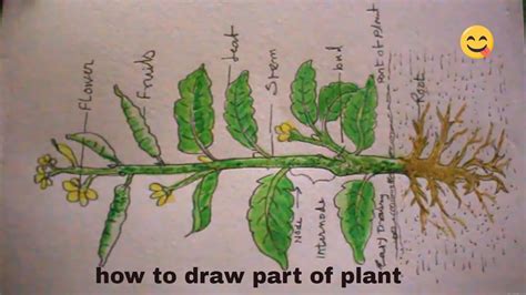 How To Draw Part Of Plant Step By Stephow To Draw Plantplant Drawing