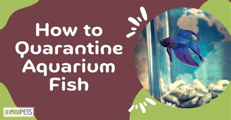 How To Quarantine Aquarium Fish Kobi Pets