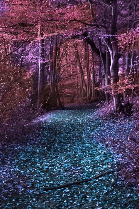 Shadoisks Deviantart Gallery Enchanted Forest Beautiful Nature Nature