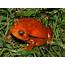 Tomato Frog Dyscophus Spp Care Sheet >> Amphibian