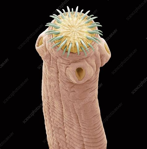 Pork Tapeworm Sem Stock Image C0169071 Science Photo Library