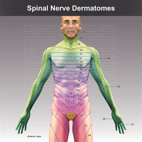 Spinal Nerve Dermatomes TrialExhibits Inc