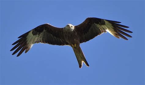 Milan šádek ifbb pro home facebook. Natur des Weiltales Die Vögel Weilmünsters: Raubvögel und ...