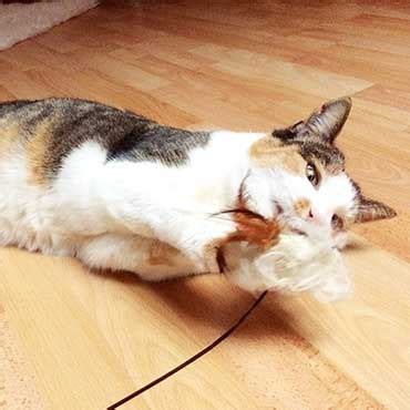 Katzen sind von natur aus keineswegs einzelgänger, sie werden vom menschen dazu gemacht. Die verschiedenen Spielformen der Katze | tierisch wohnen