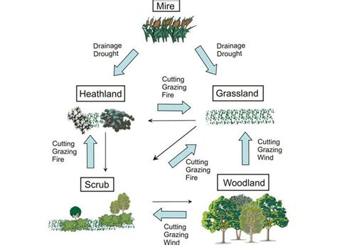 Ecosystem Diagram Fig 1 Schematic Diagram Indicating The Different