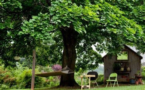 Amazing Big Tree Landscaping Ideas08 Fast Growing Shade Trees Best