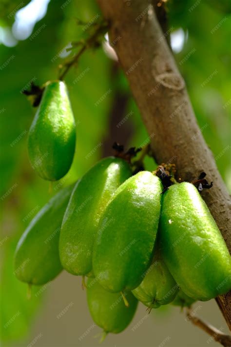 Premium Photo Averrhoa Bilimbi Is A Fruit Bearing Tree Of The Genus