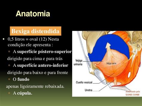 Anatomia E Fisiologia Da Bexiga