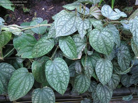 Gunakan air rebusan yang masih hangat tersebut. Khasiat Daun Sirih Merah Untuk Jantung, Keputihan ...