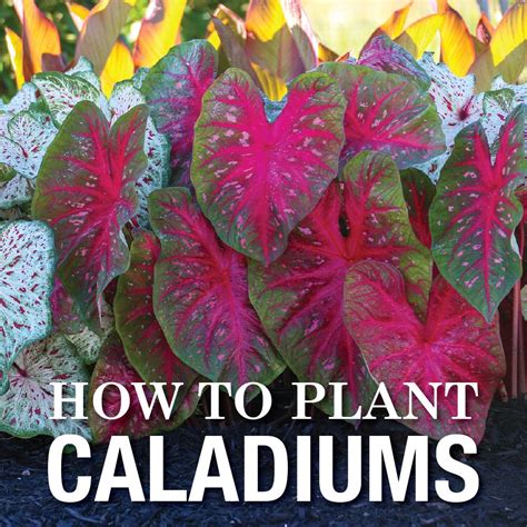 Caladium Bulb Planting Plants Gallery
