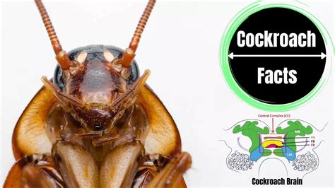 Do Cockroaches Have Brains The Cockroach Facts