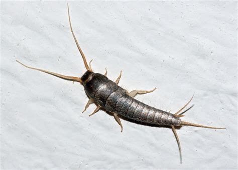 Silverfish Features Life Cycle Effects And Pest Control Dengarden