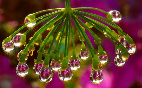 Shallow Focus Photography Of Water Drops Hd Wallpaper Wallpaper Flare