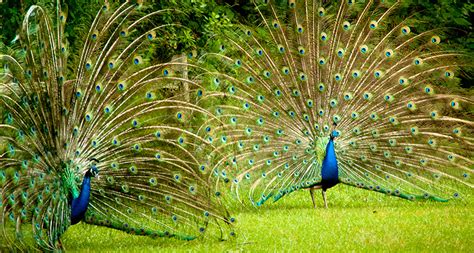 Male Peacocks Keep Eyes Low When Checking Out Competition Science News