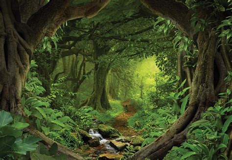 Forest View Fantasy Forest Magic Forest Dark Forest Mystical Forest