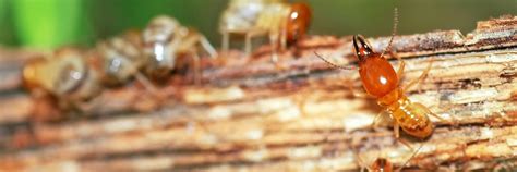 In applying your own chemical treatment to prevent termites, it's important that all steps of the product are complied with in order to ensure your own safety and health, as well as those of your family and pets. (DO IT YOURSELF) Drywood Termite Treatments | Pest Removal Guide