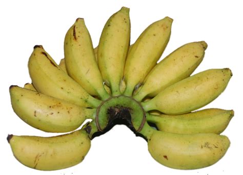 Pisang merupakan salah satu jenis buah yang paling populer di indonesia. Pisang Mas | Berkah Khair