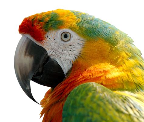 Macaw Png Transparent Macawpng Images Pluspng