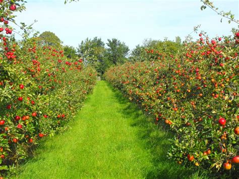 Stoke Farm Orchards Visit East Of England