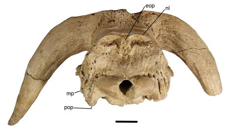 Occipital View Of The Cranium Of Bootherium Bombifrons Smu 77689 From