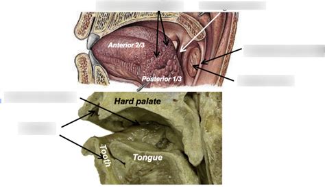 Sagittal Section Of Oral Cavity And Vestibule Diagram Quizlet